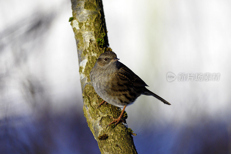 枯草(Prunella modularis)